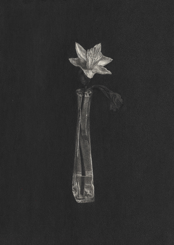 Drawing of a daffodil