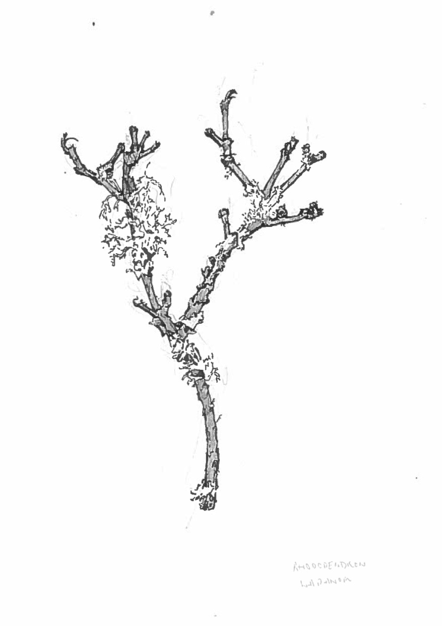 Drawing of a branch, pencil and pen