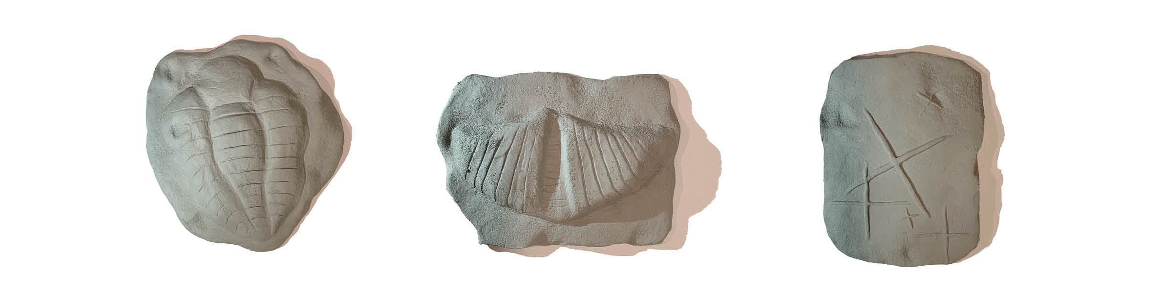 Different fossil models