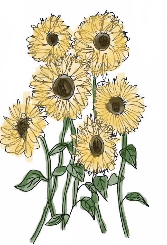 sunflowers
