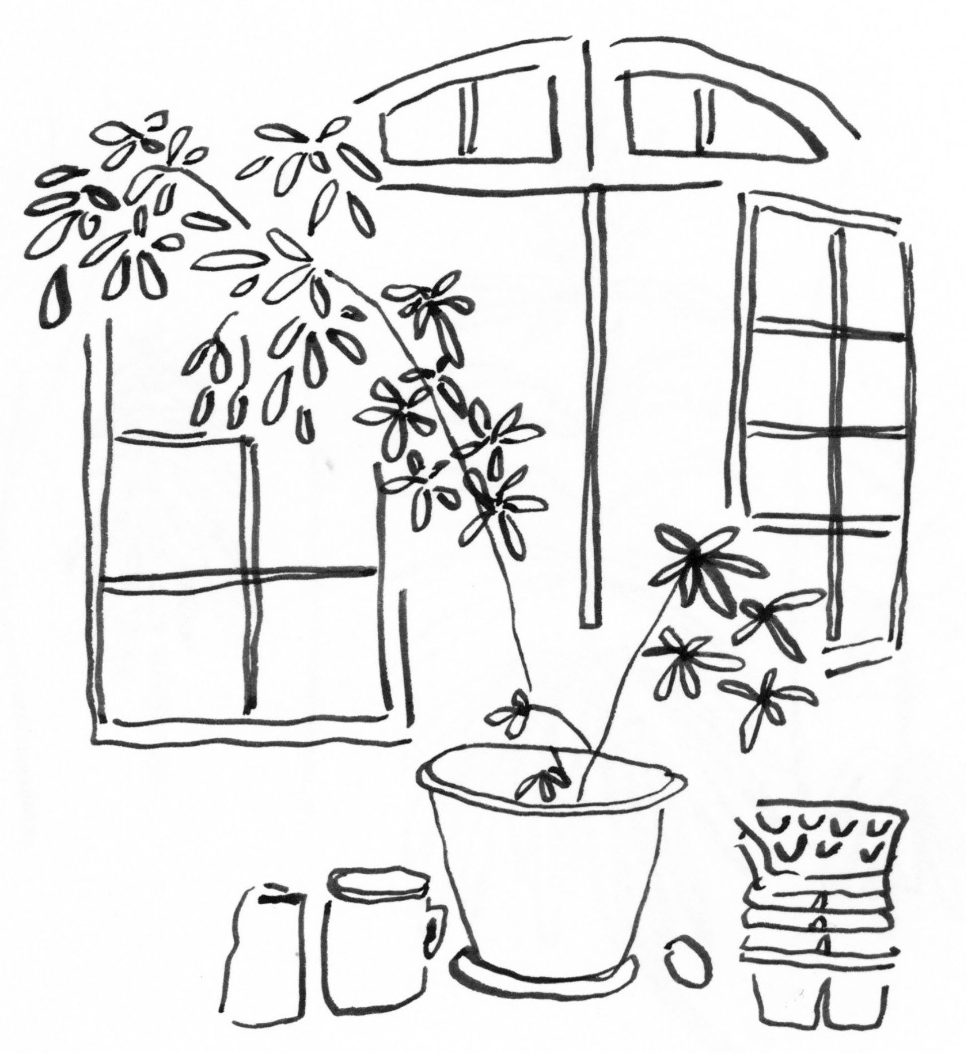 Observational drawing that includes a plant, window and vague objects