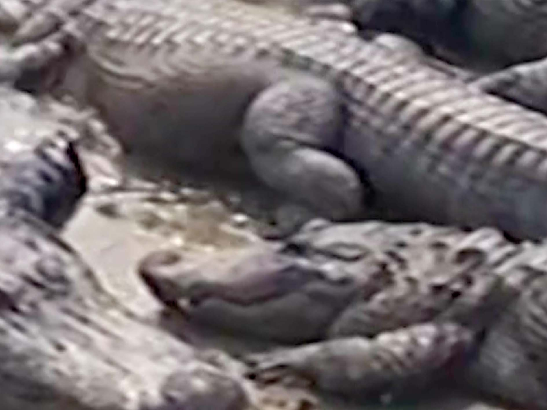 alligators 