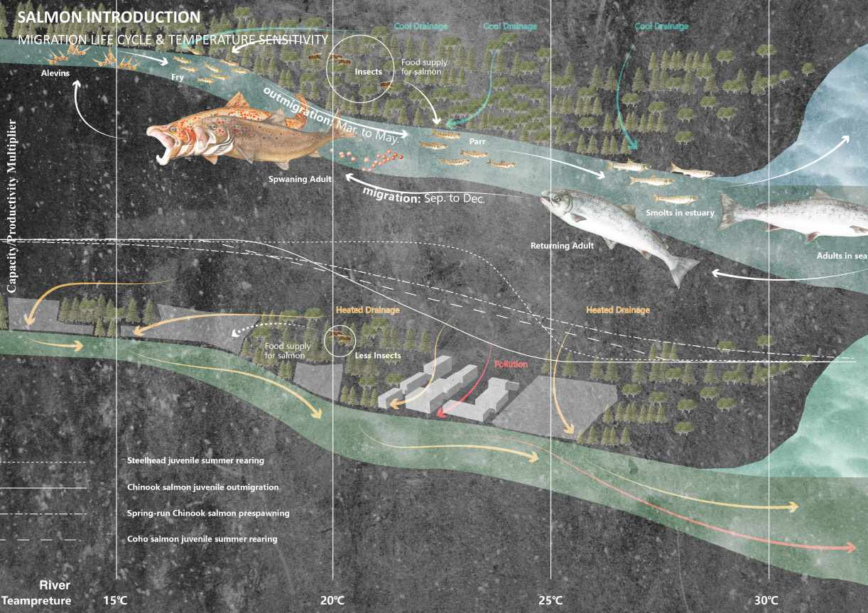 Wild salmon migration life cycle & temperature sensitivity