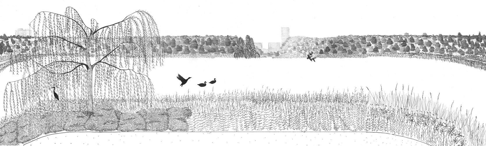 A view across the wetland