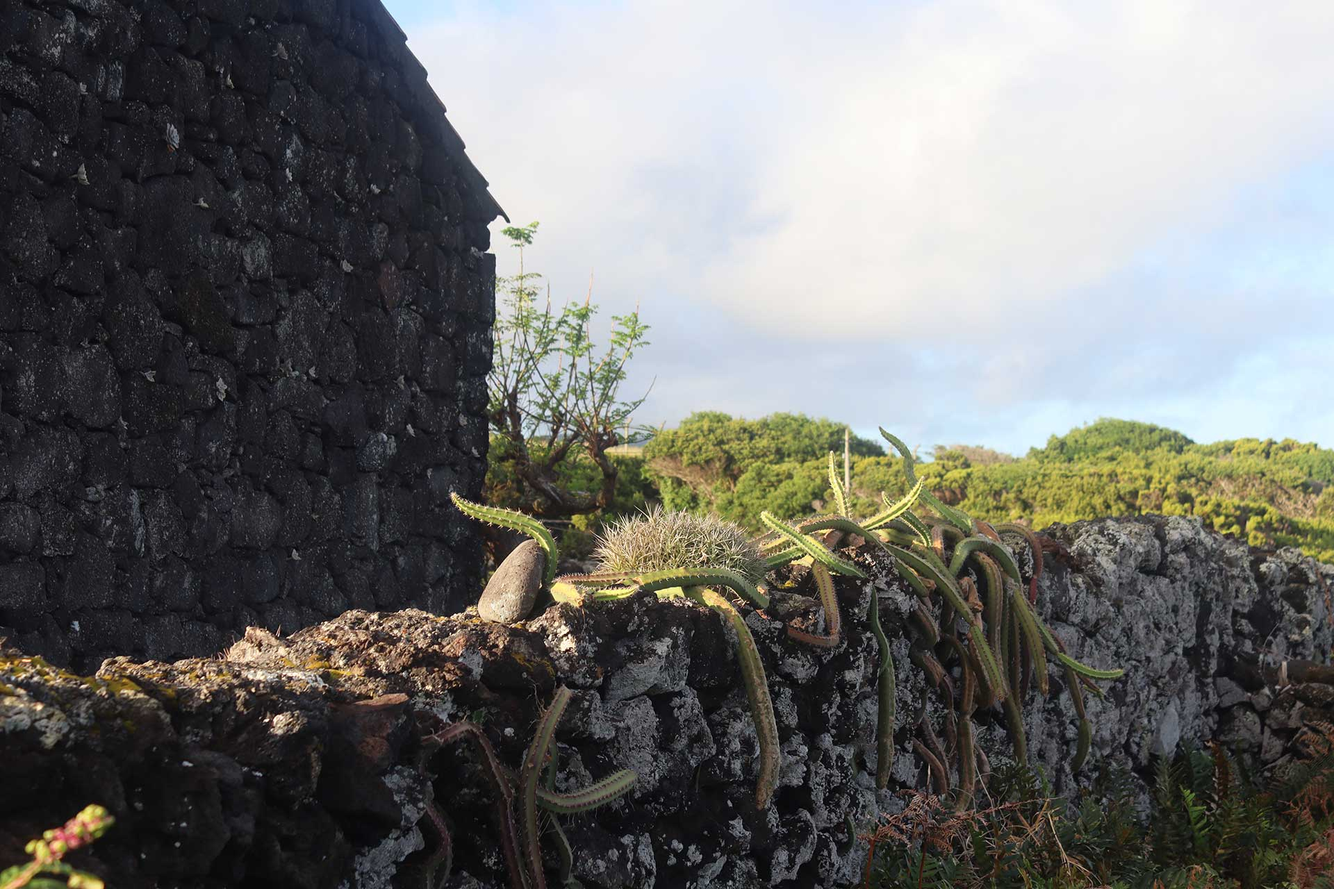 A stone built house, next to a wall with moss and ferns growing over it.